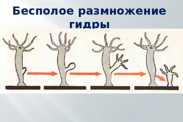 Kraken рабочий