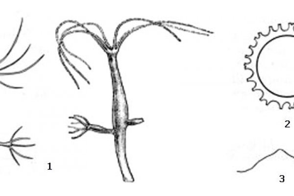 Ссылка на кракен тор магазин