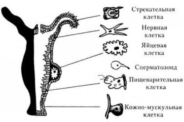 Кракен рабочая ссылка 2024